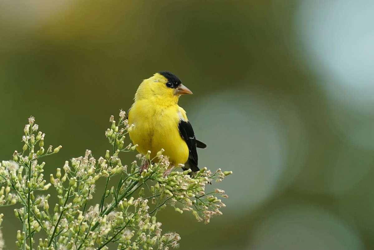 American Goldfinch - ML642296056