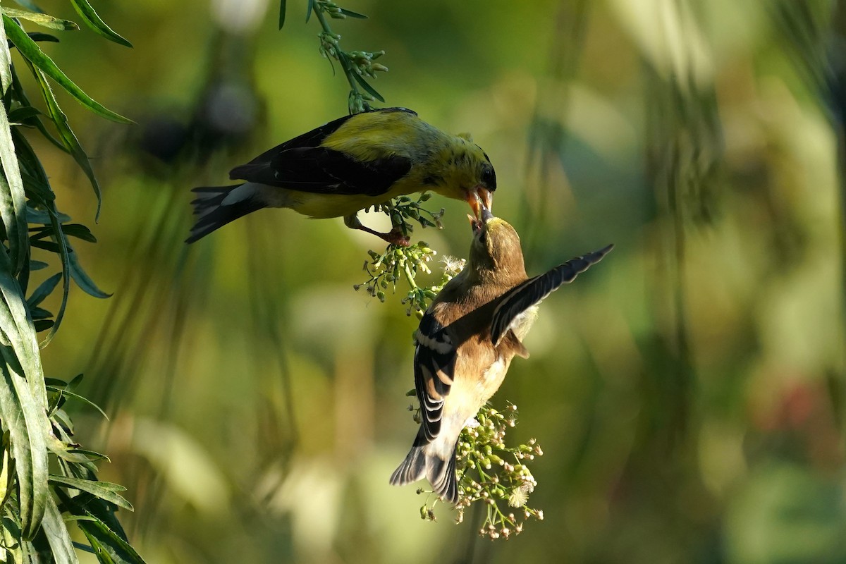 American Goldfinch - ML642296057