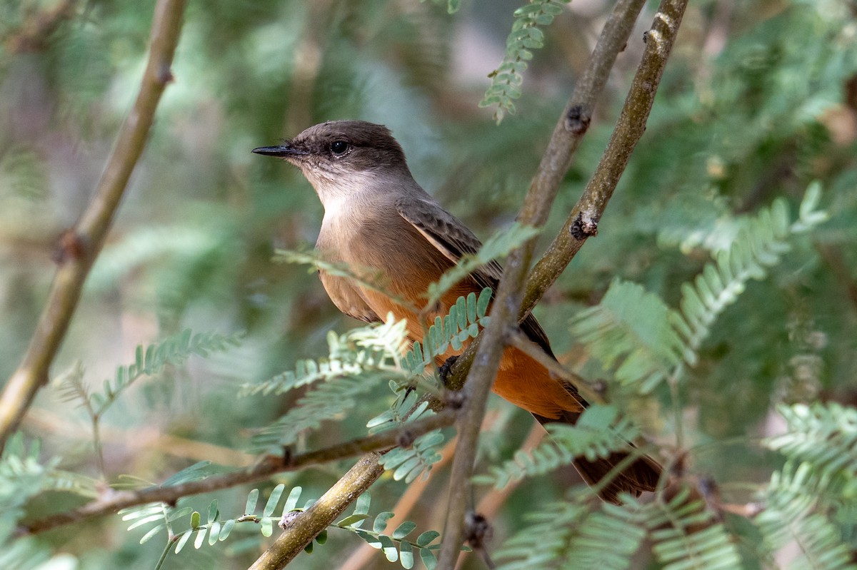 Say's Phoebe - ML642296058