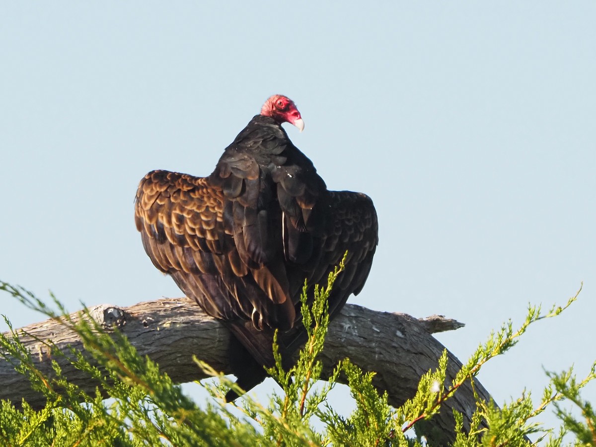 Turkey Vulture - ML642296060