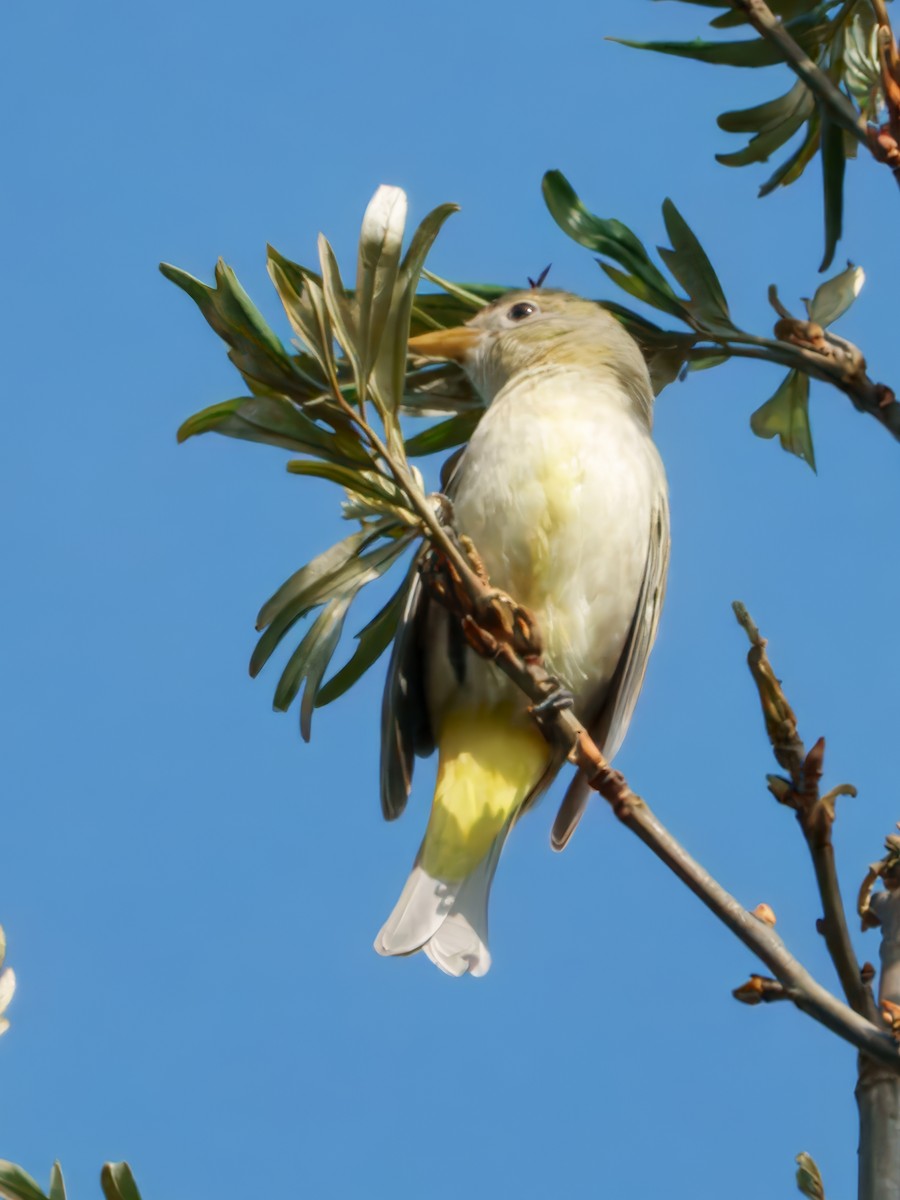Western Tanager - ML642296061