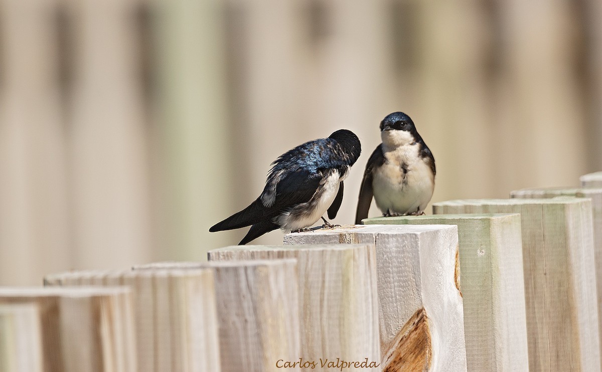 Blue-and-white Swallow - ML642296062