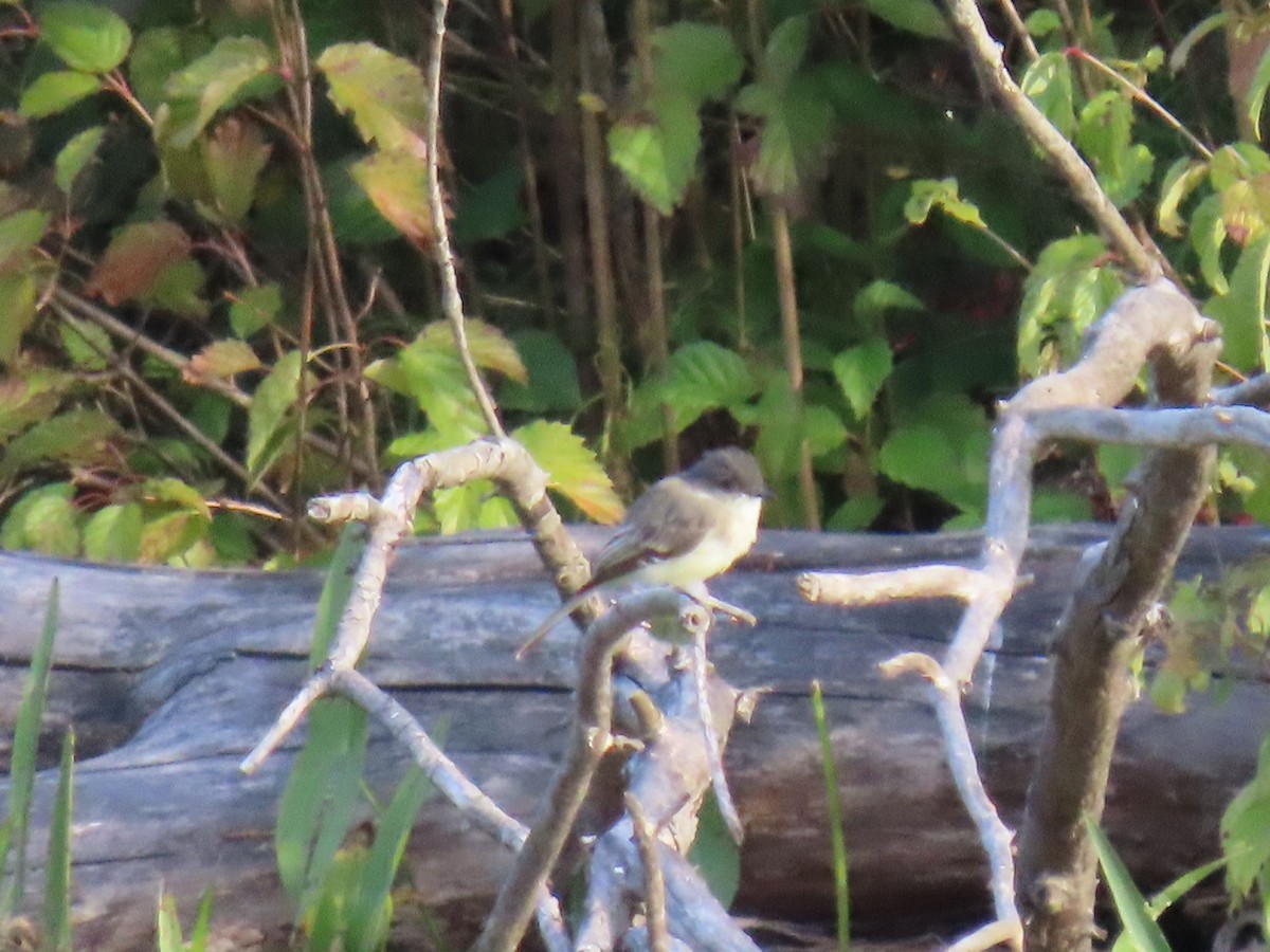 Eastern Phoebe - ML642296064
