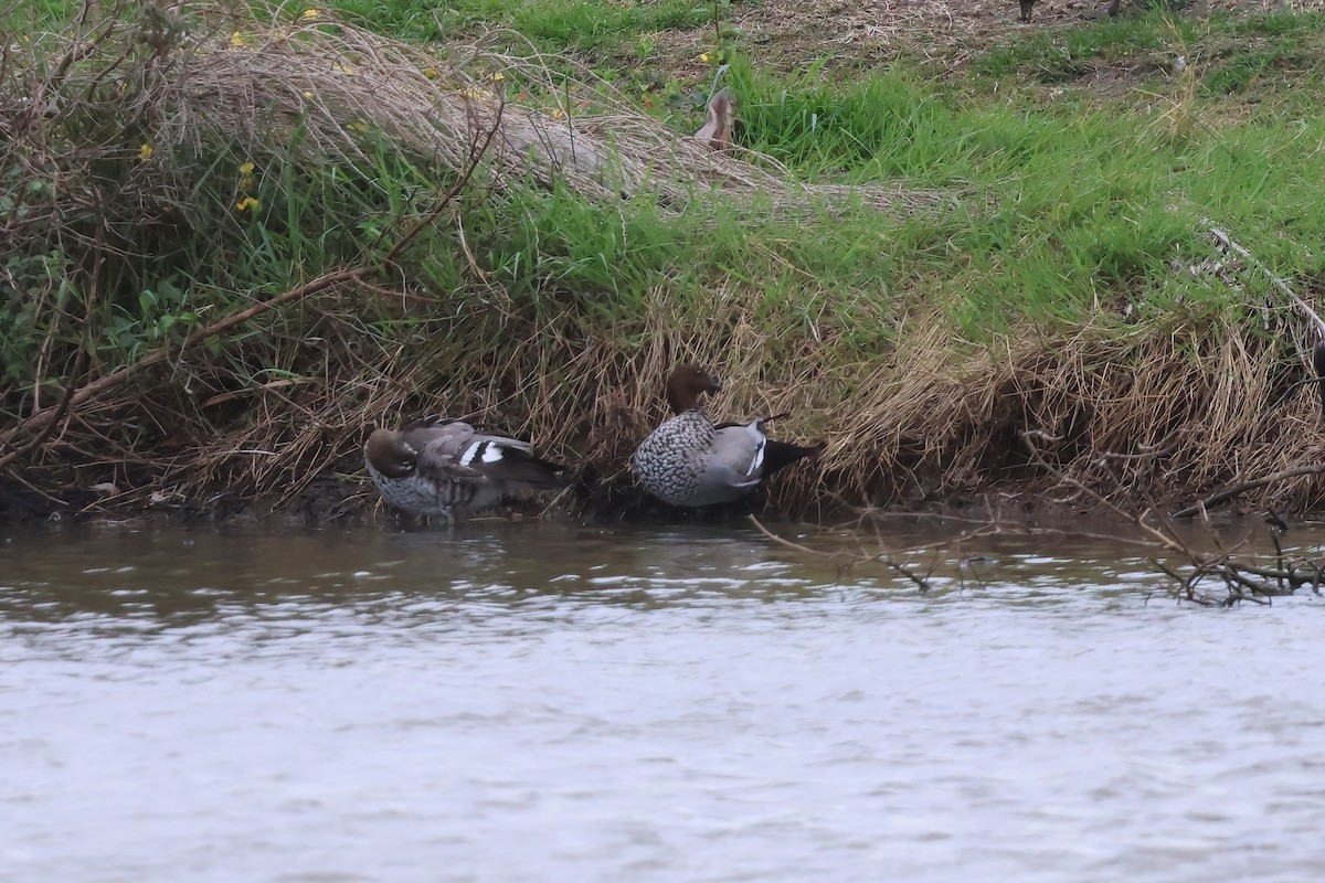 Maned Duck - ML642296066