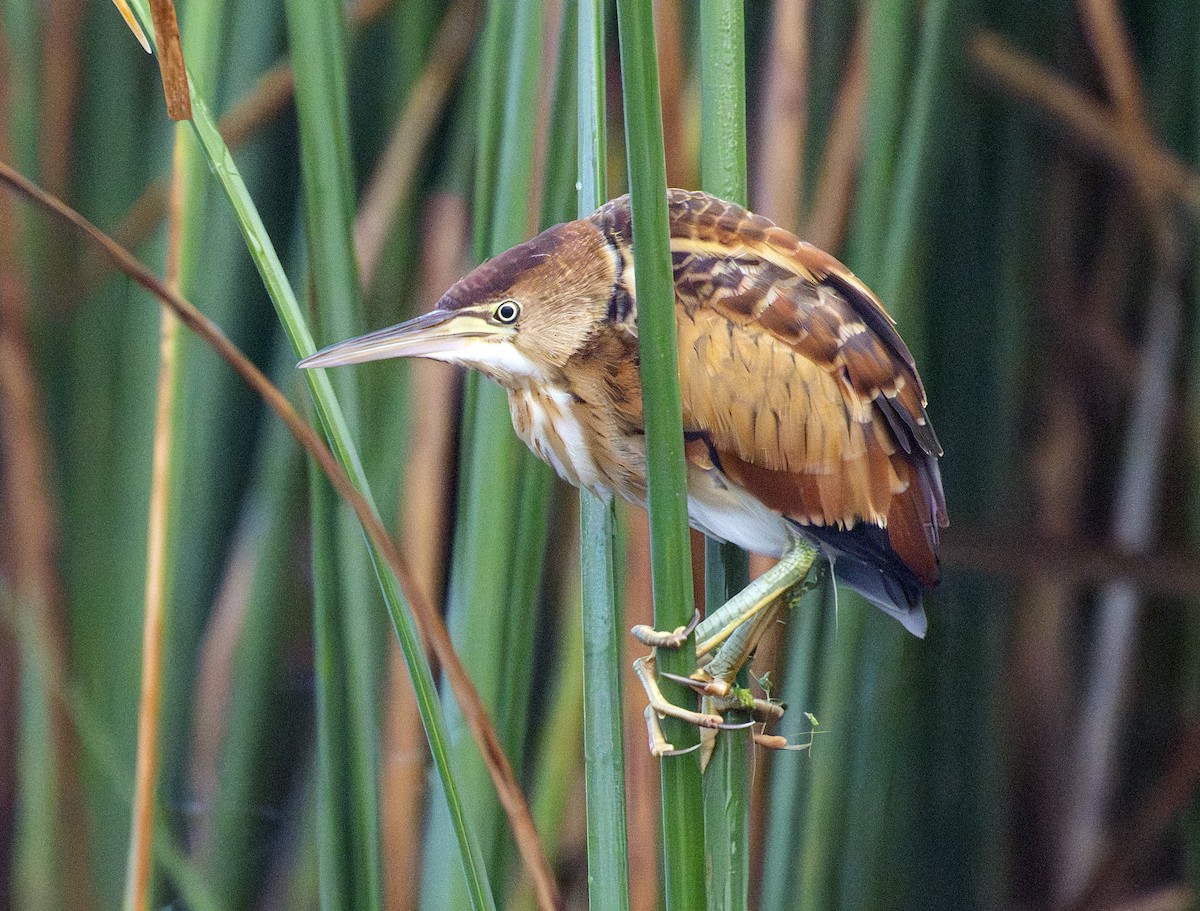 Least Bittern - ML642296067
