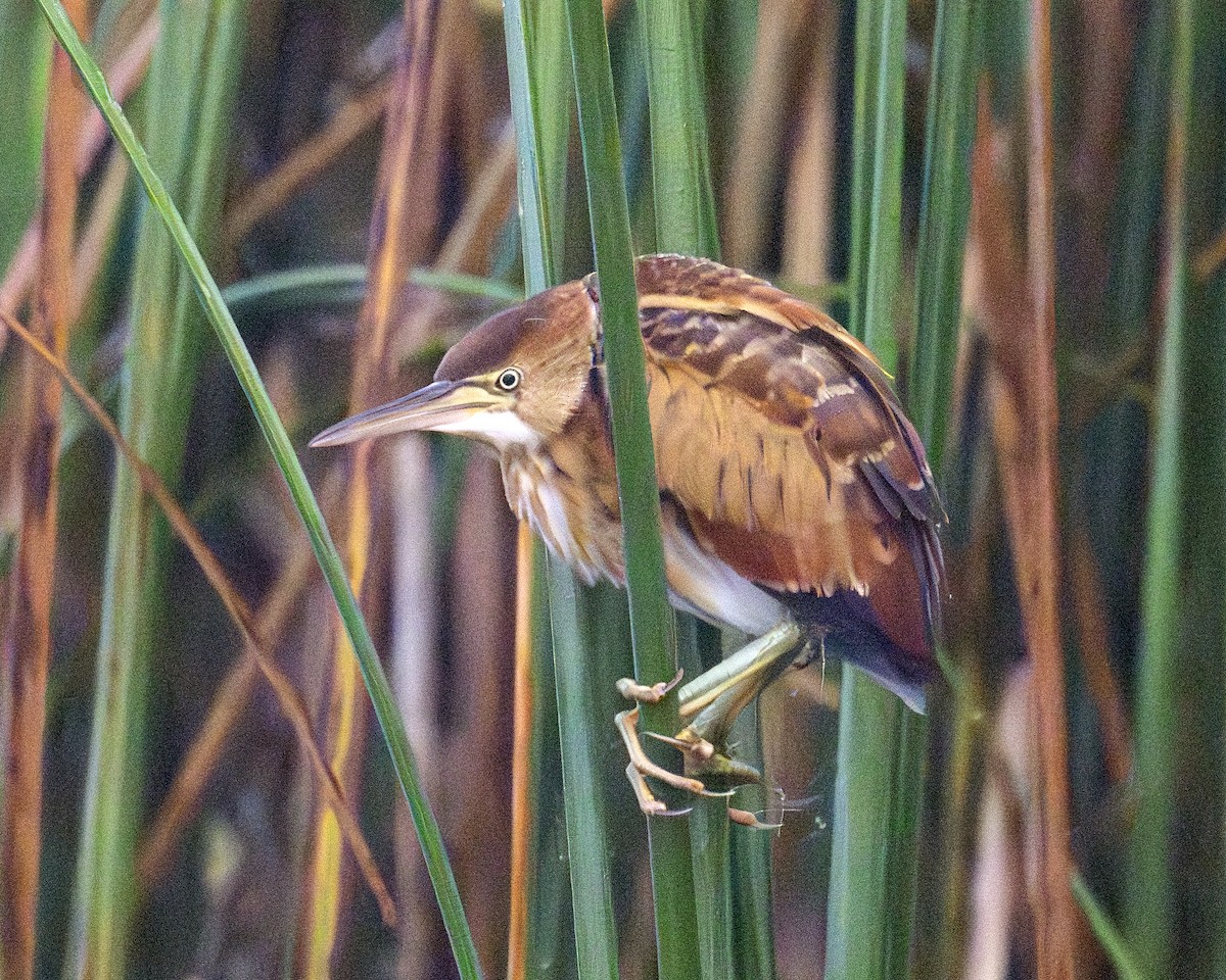 Least Bittern - ML642296068