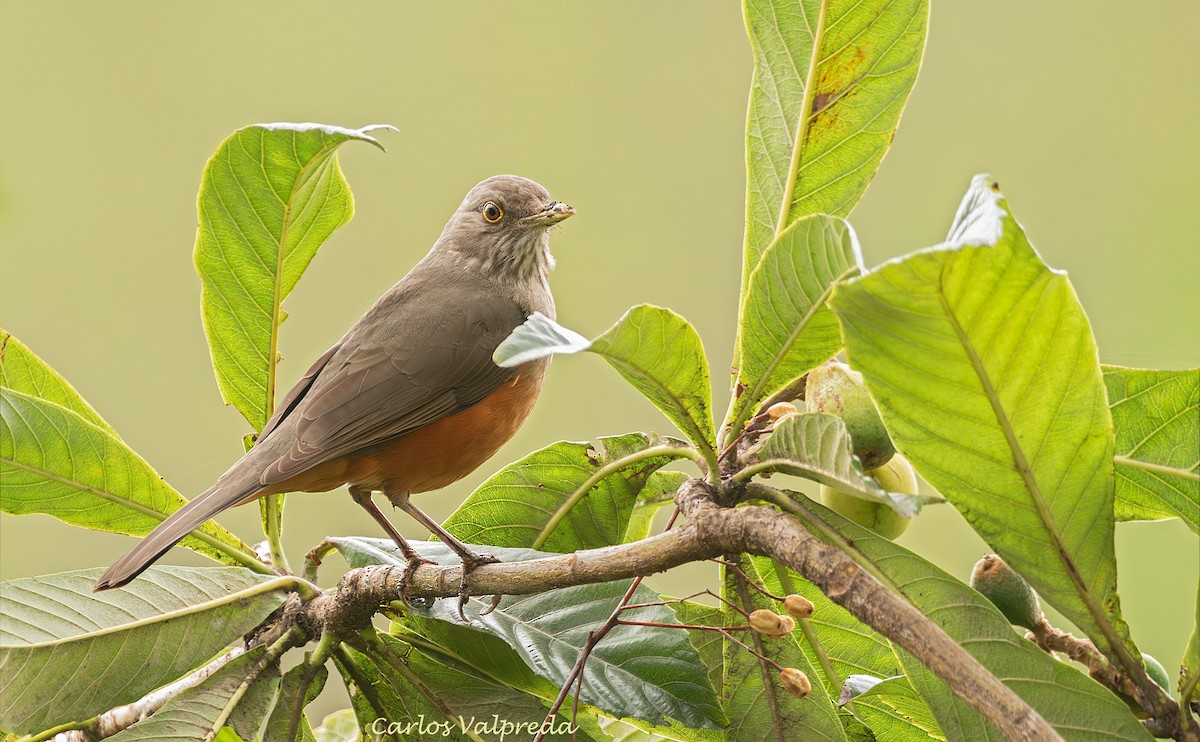 Rufous-bellied Thrush - ML642296069