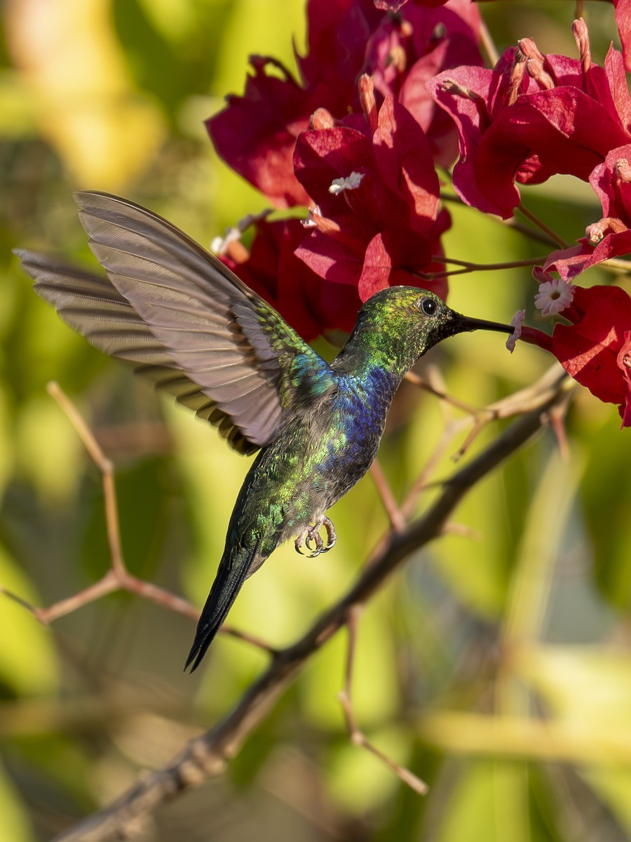 Fork-tailed Woodnymph - ML642296070