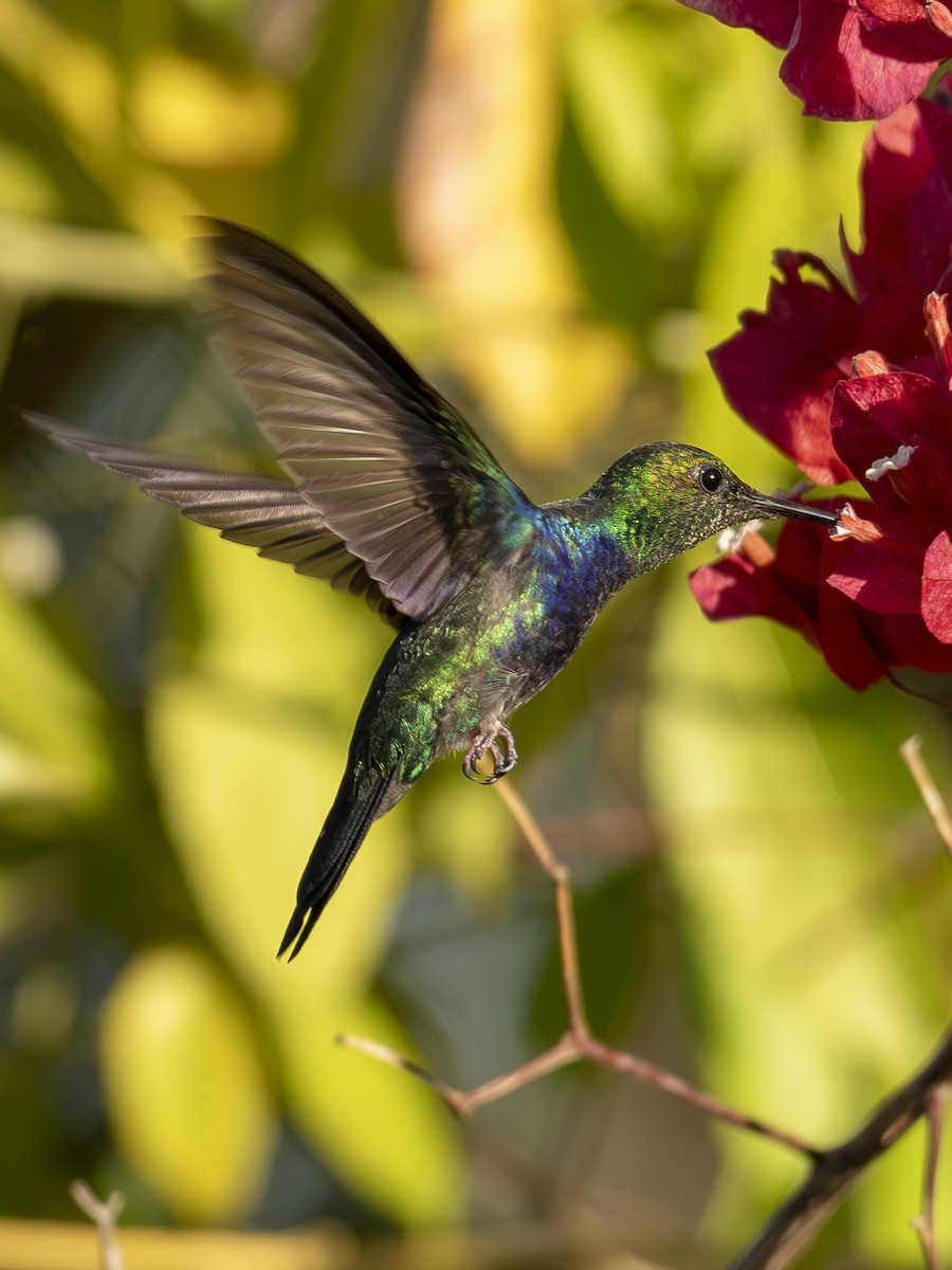 Fork-tailed Woodnymph - ML642296071