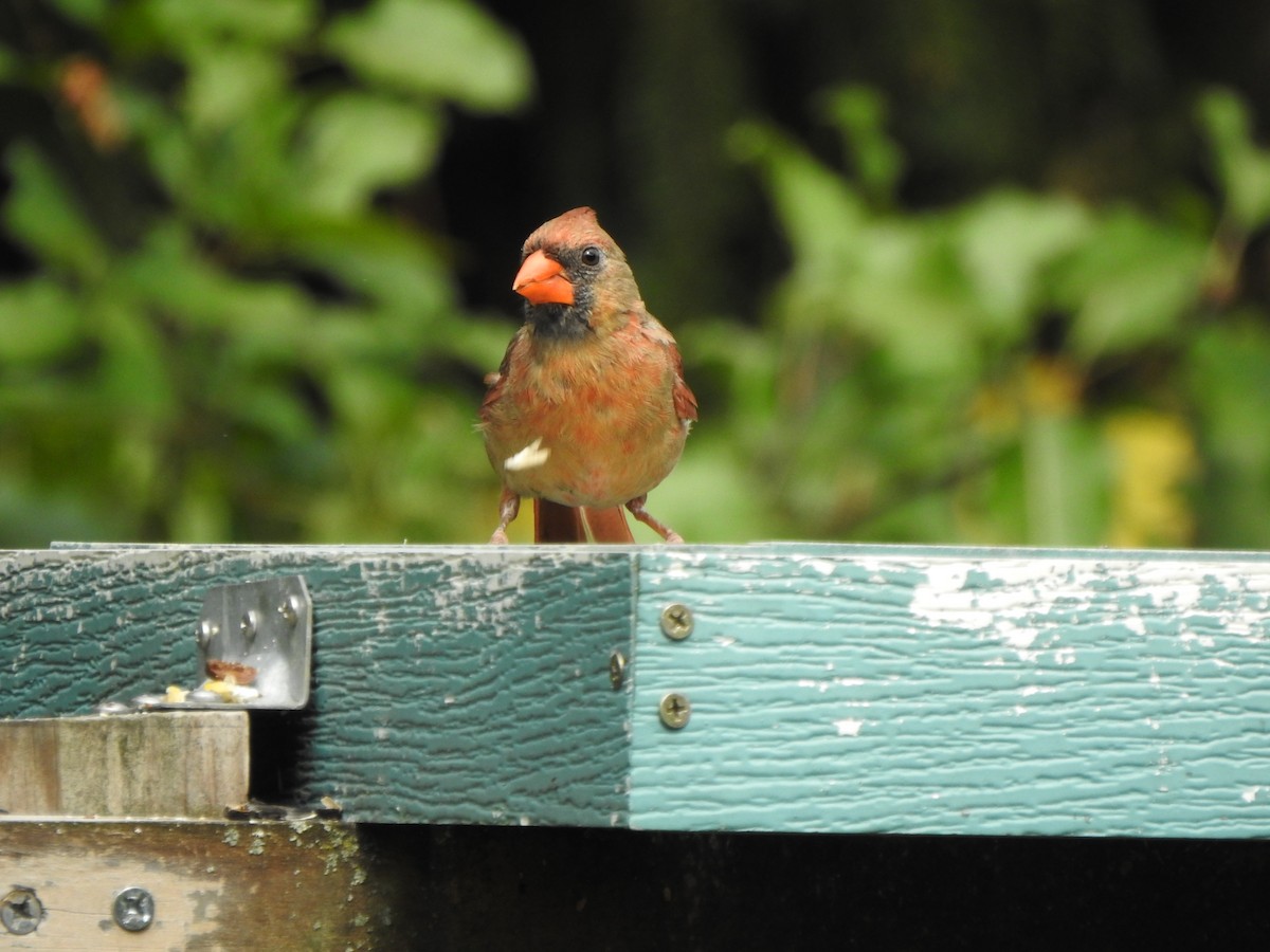 Northern Cardinal - ML642296075