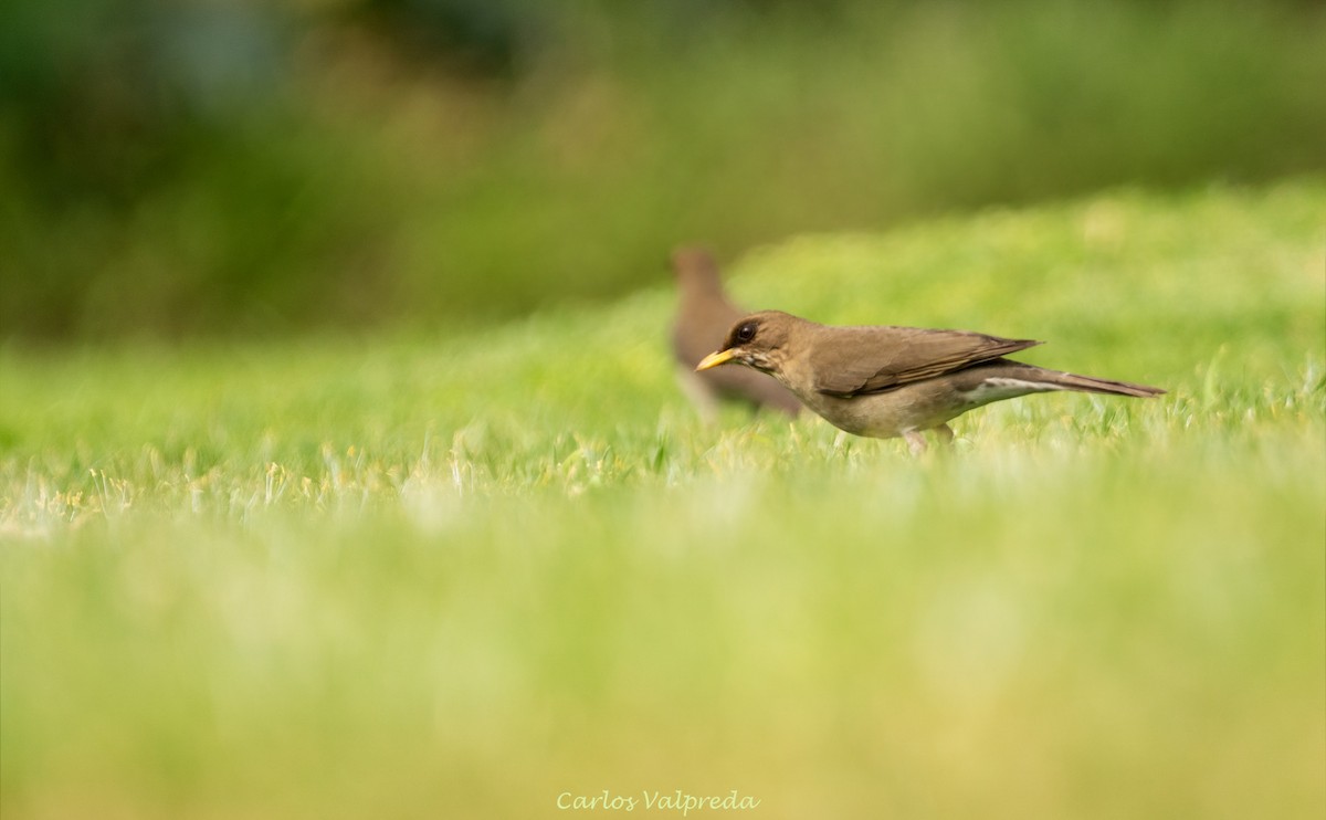 Creamy-bellied Thrush - ML642296076
