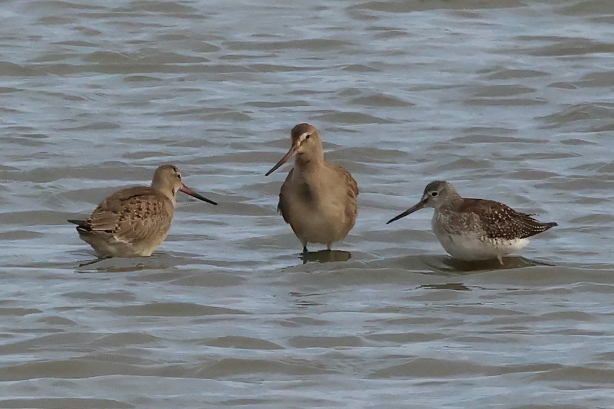 Hudsonian Godwit - ML642296077