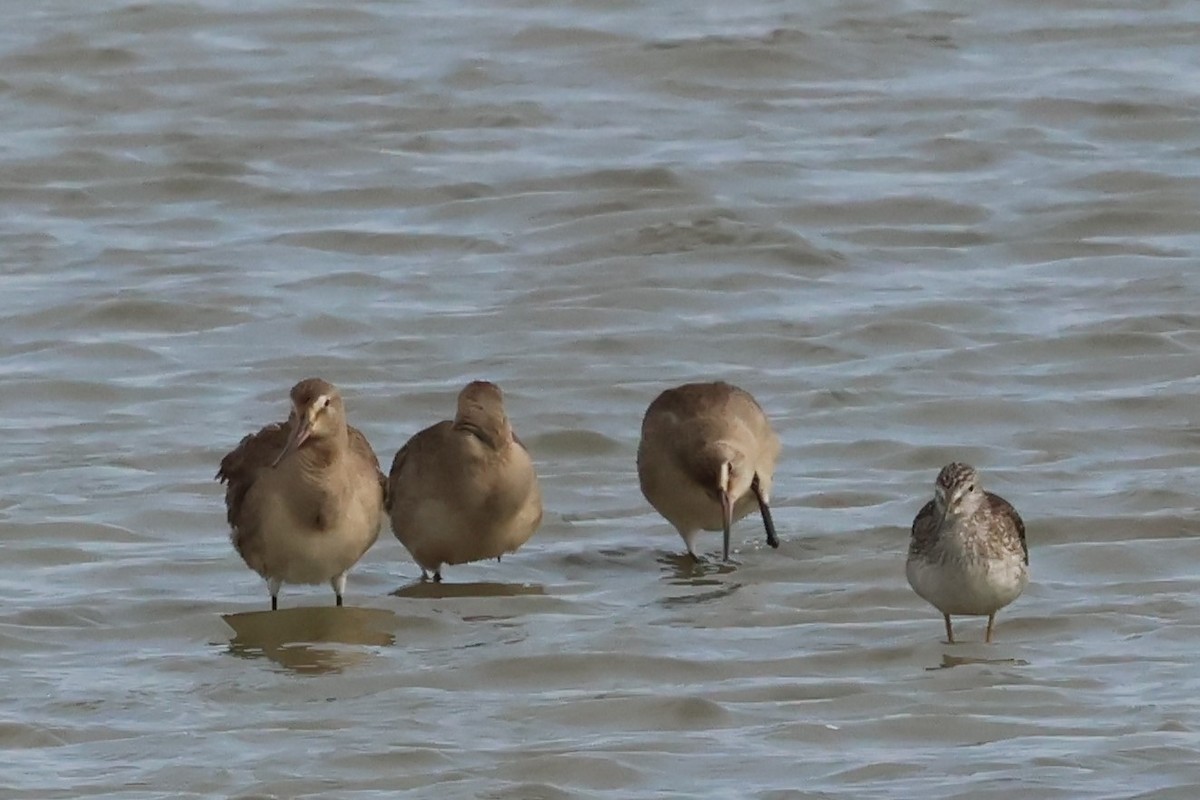 Hudsonian Godwit - ML642296078