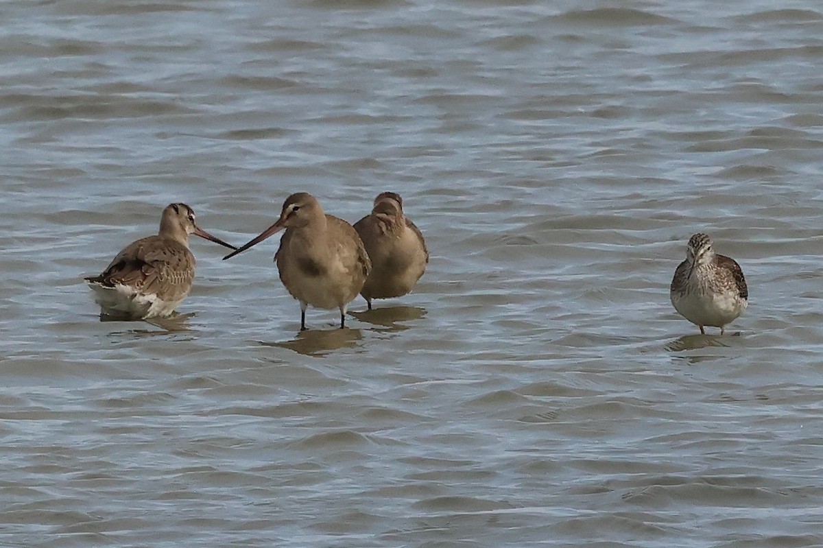 Hudsonian Godwit - ML642296079