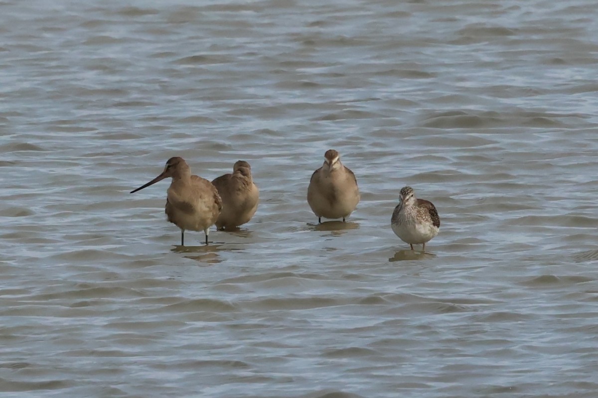 Hudsonian Godwit - ML642296080