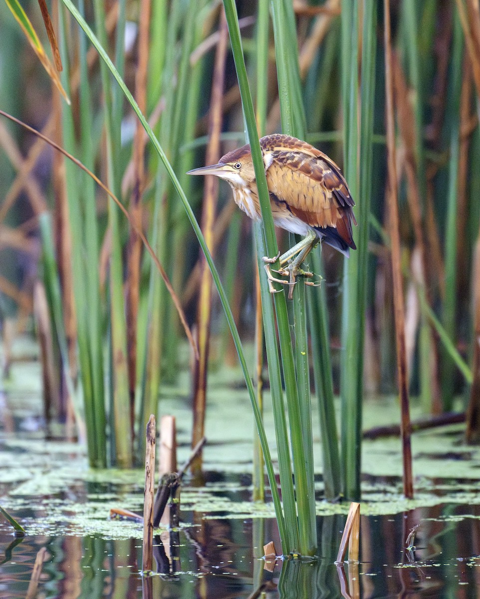 Least Bittern - ML642296081