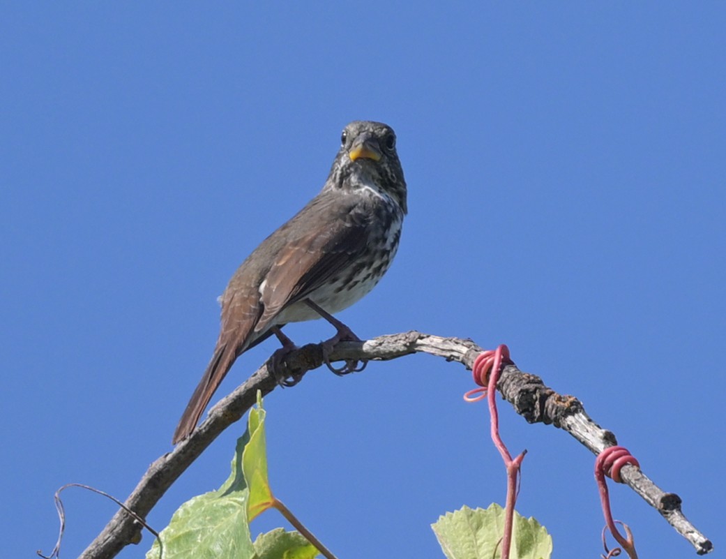 Fox Sparrow - ML642296082