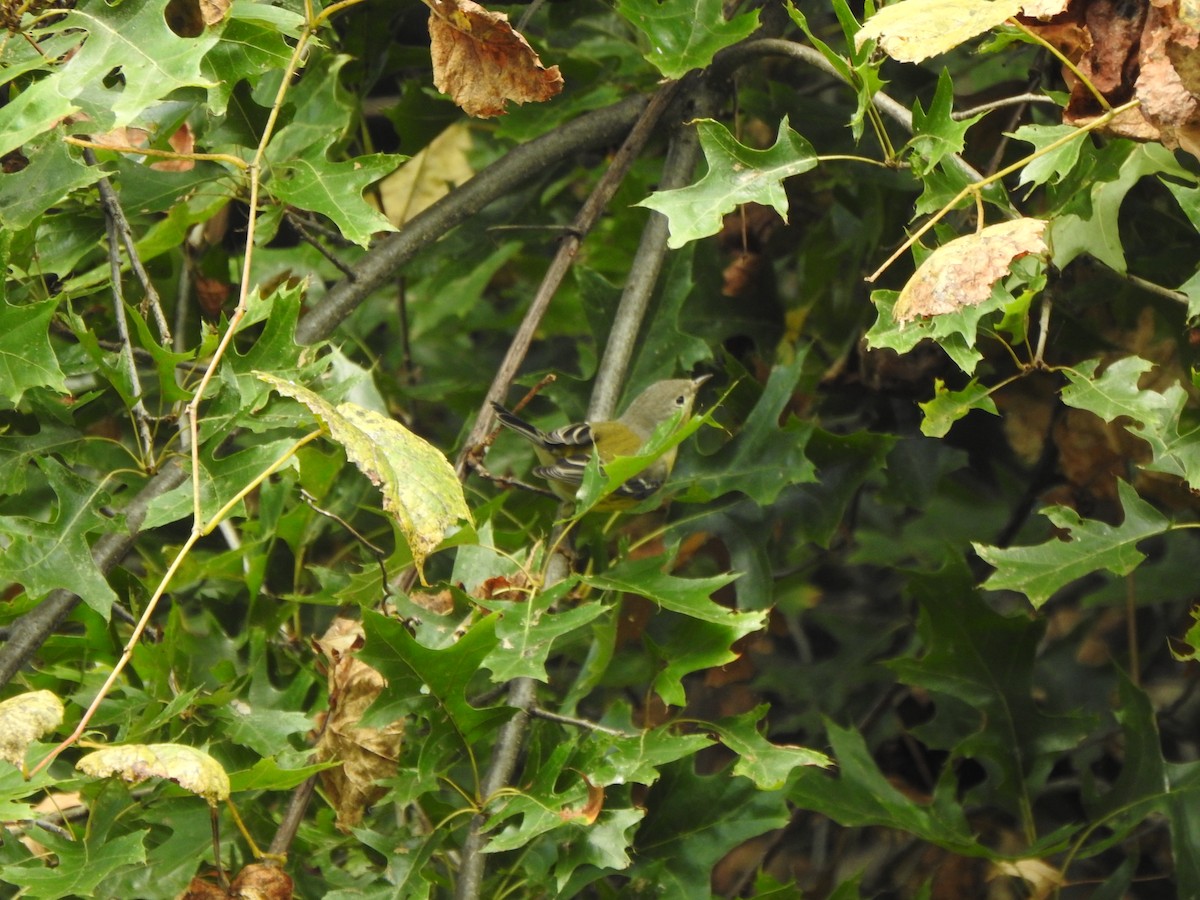 Bay-breasted/Blackpoll Warbler - ML642296083