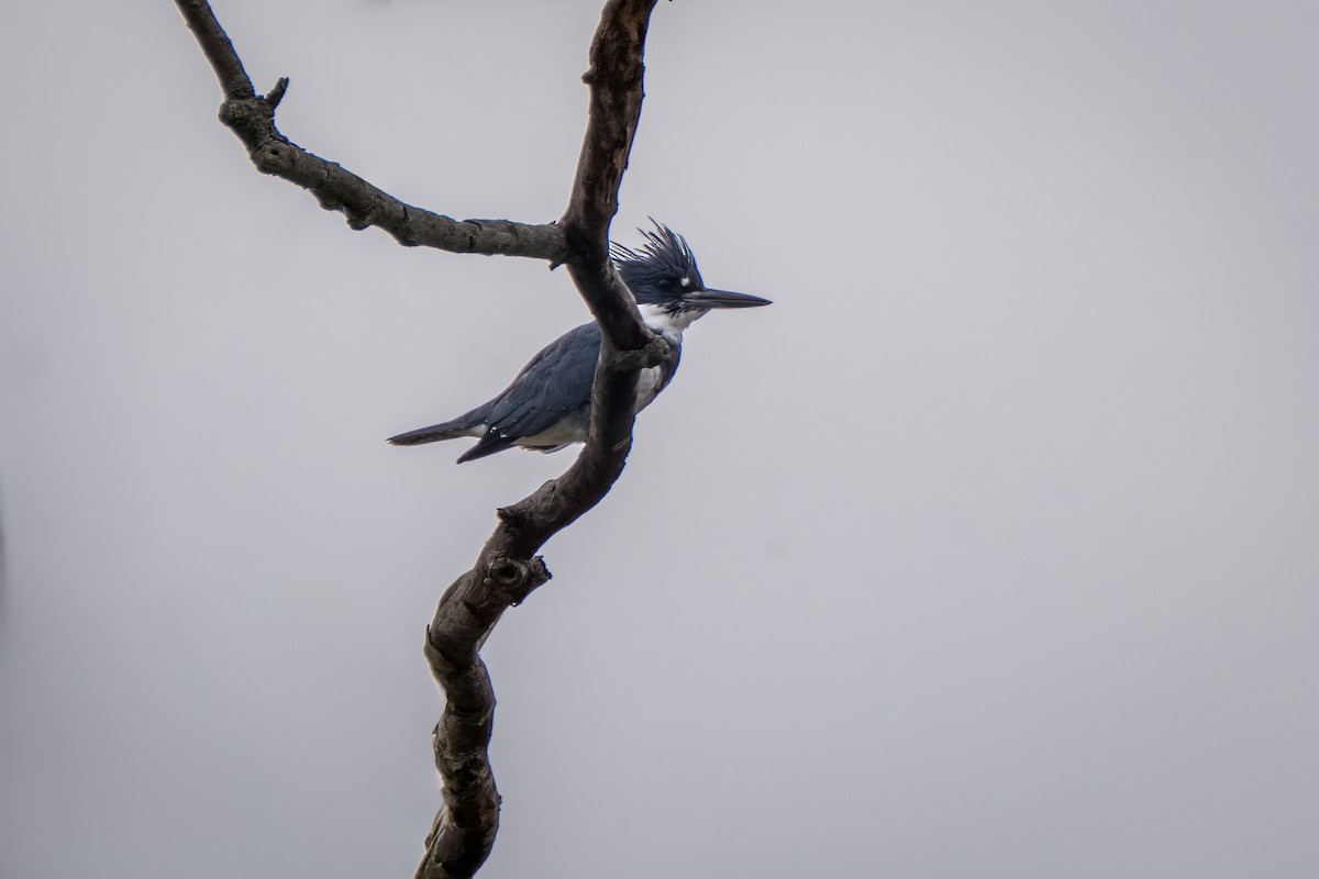 Belted Kingfisher - ML642296084