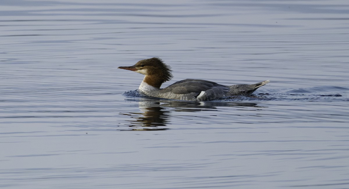Common Merganser - ML642296120