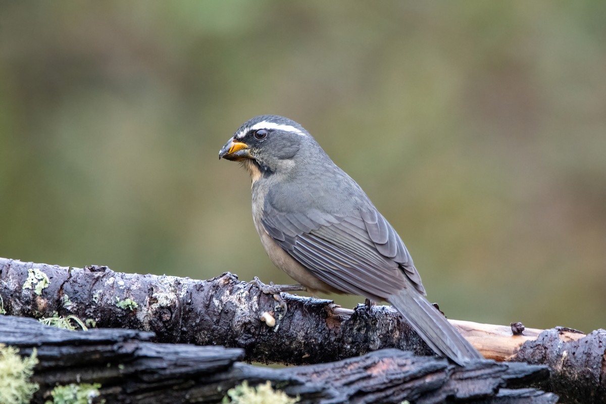 Thick-billed Saltator - ML642296126