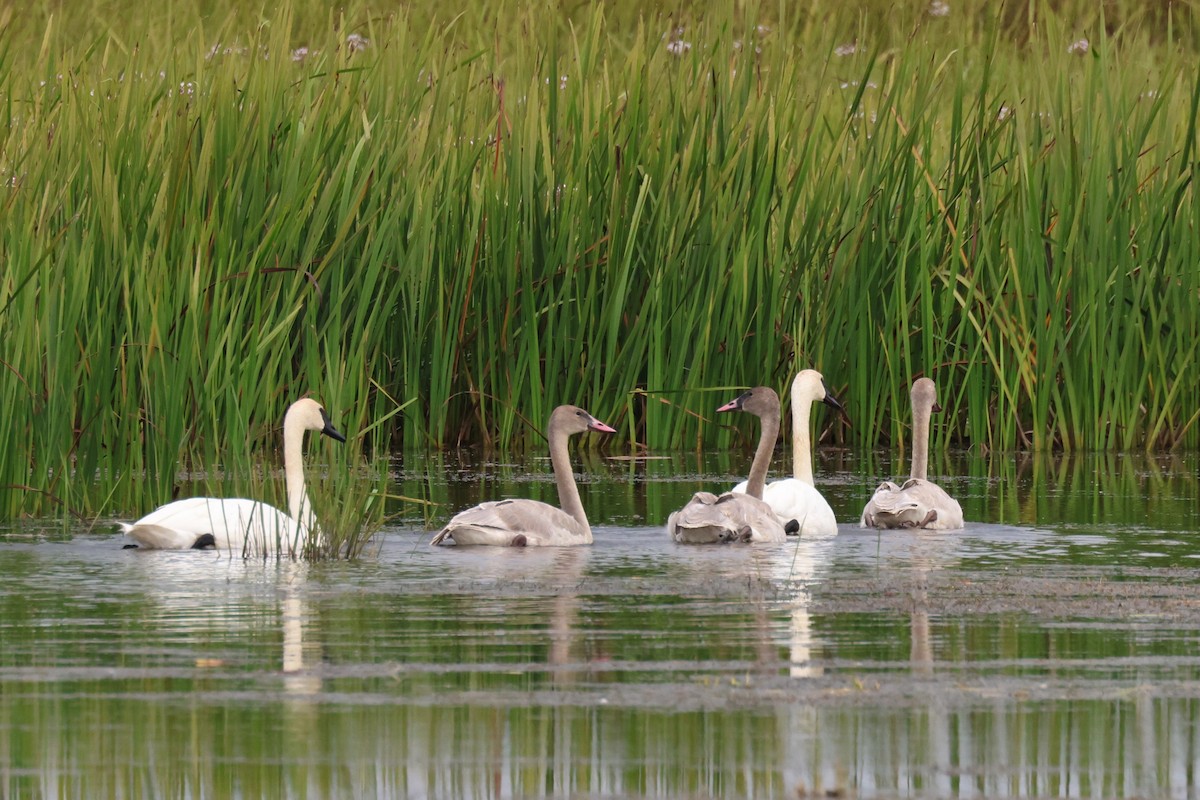 Trumpeter Swan - ML642296127
