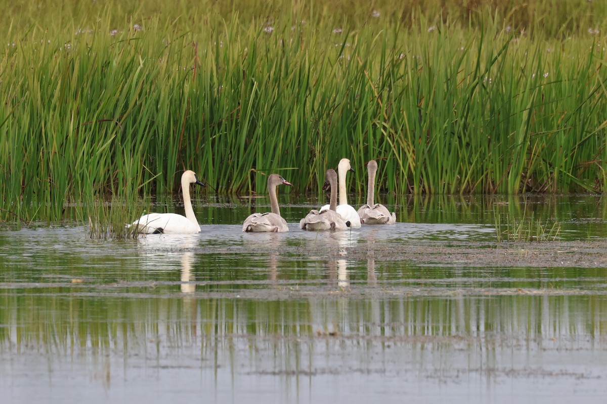 Trumpeter Swan - ML642296128