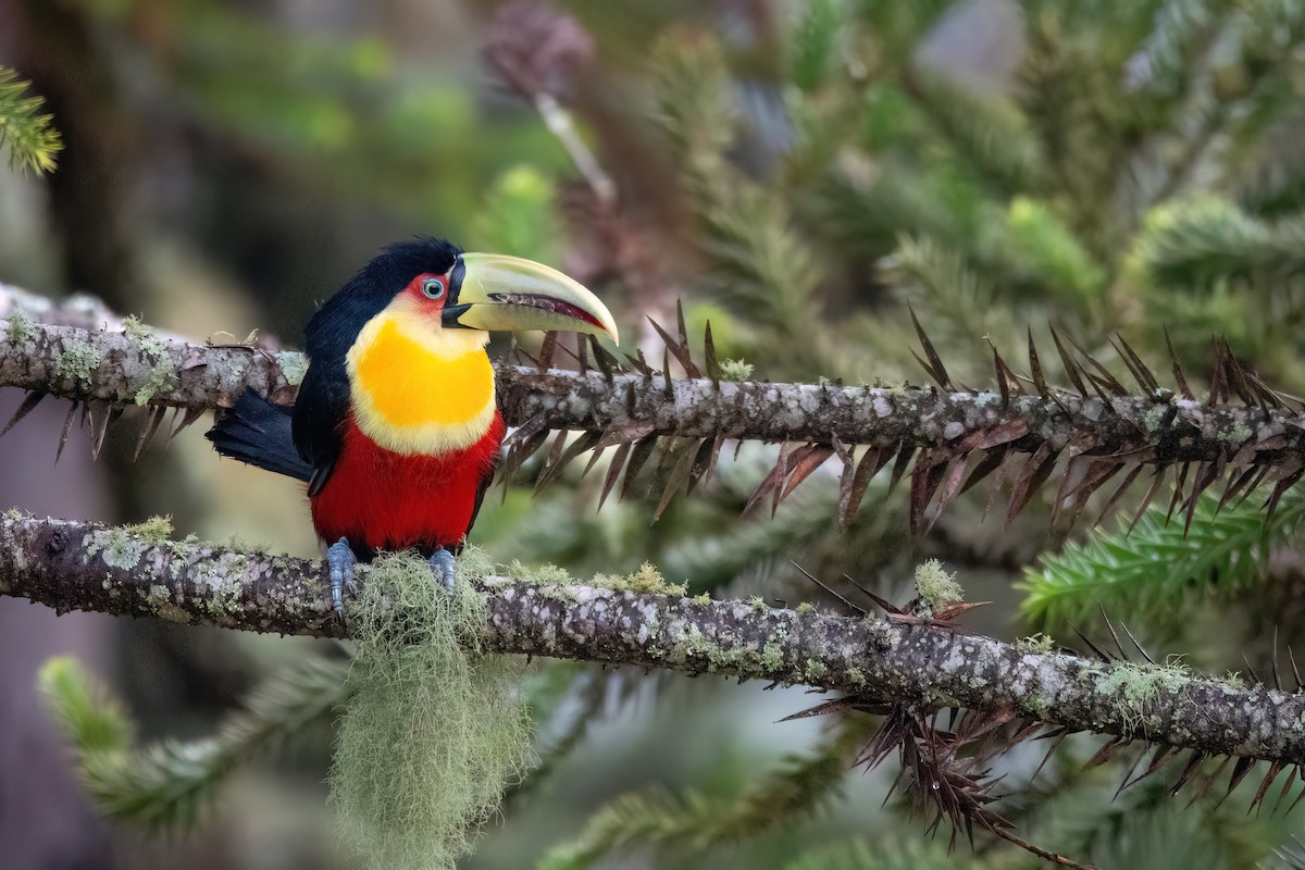 Red-breasted Toucan - ML642296134