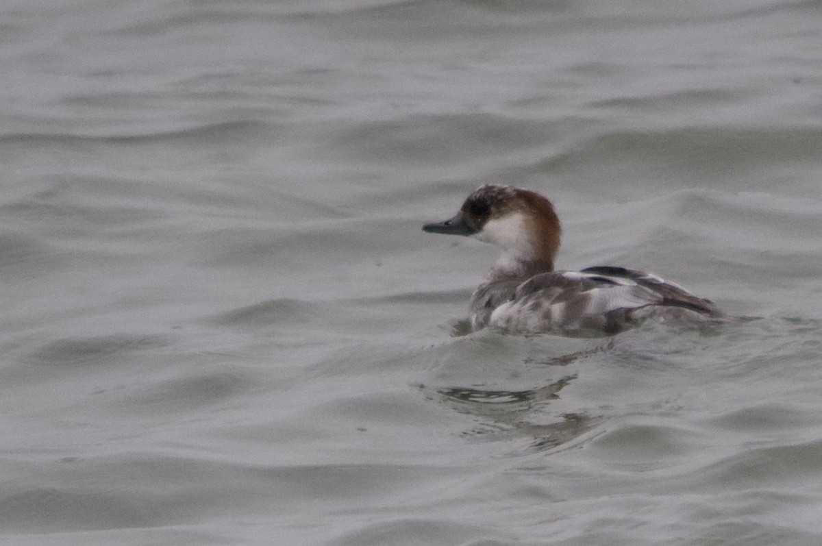 Smew - ML642296137