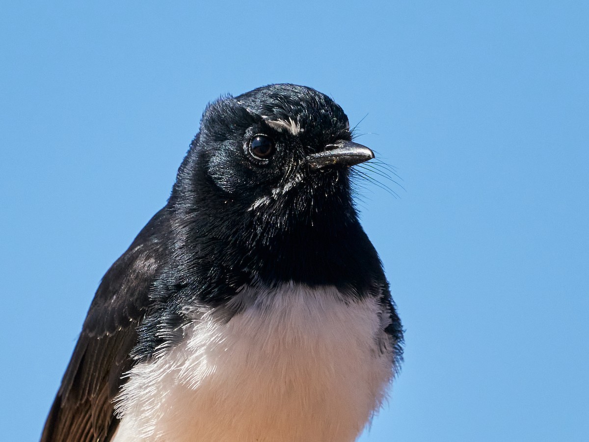 Willie-wagtail - ML642296142