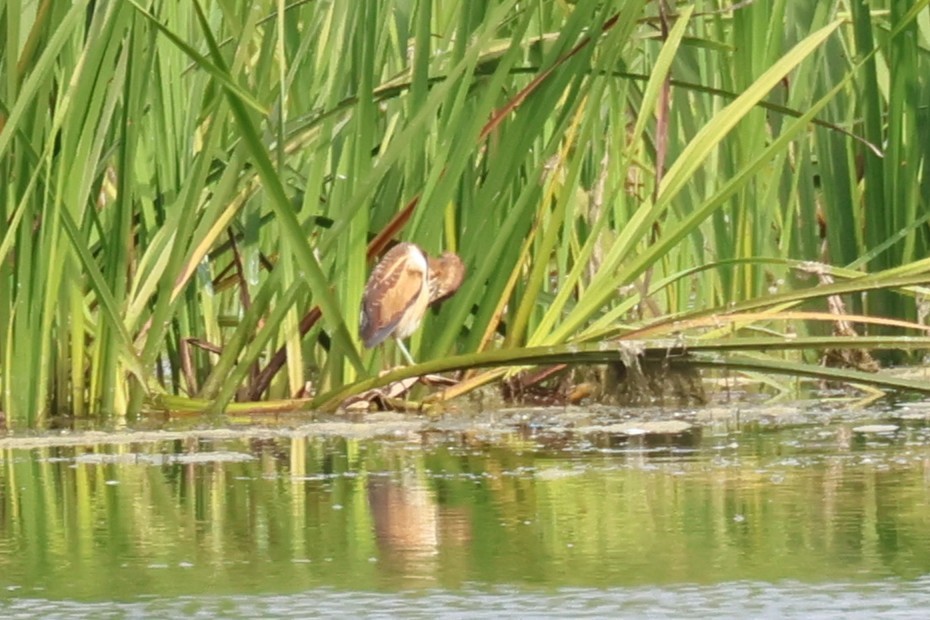 Least Bittern - ML642296144