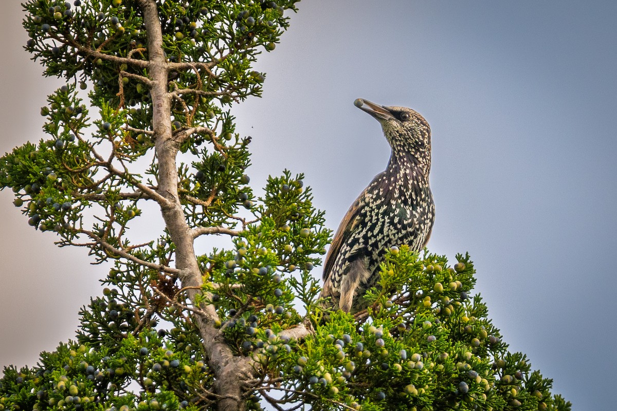 European Starling - ML642296148
