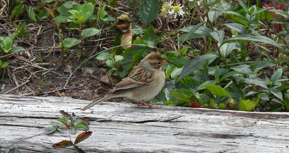 Clay-colored Sparrow - ML642296150