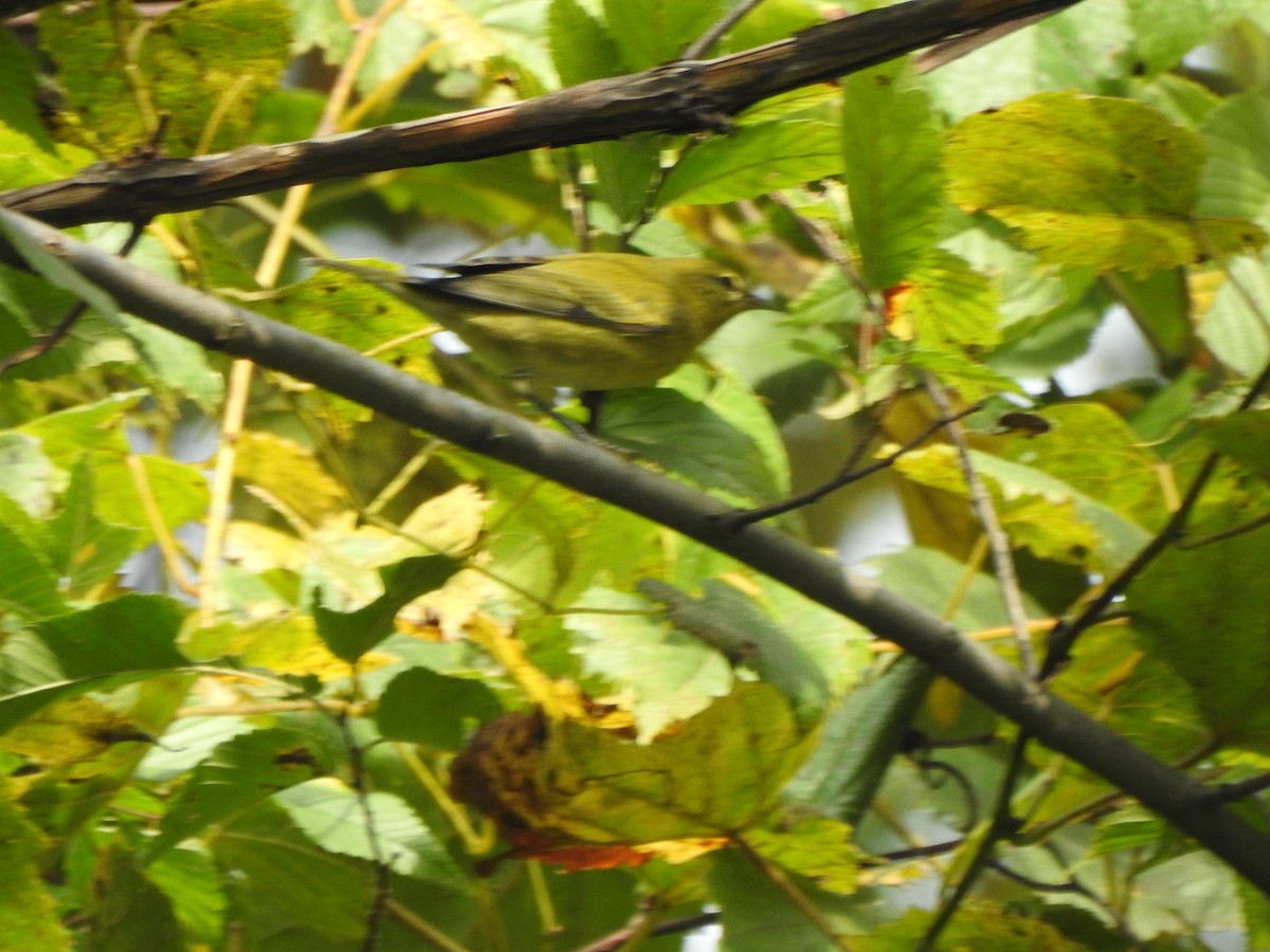 Tennessee Warbler - ML642296151