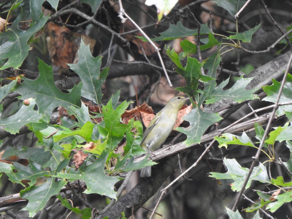Tennessee Warbler - ML642296153