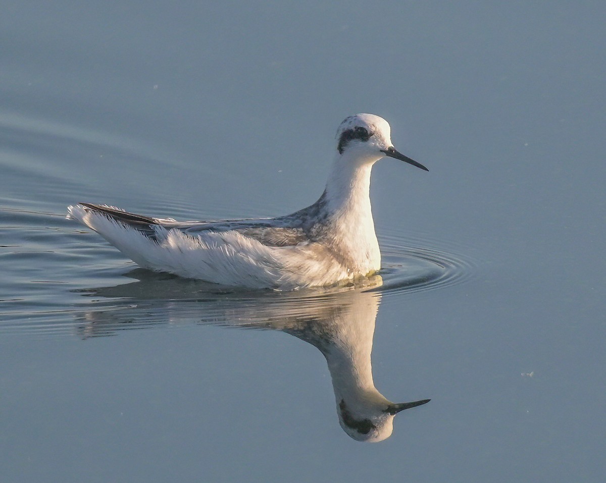 Red-necked Phalarope - ML642296155