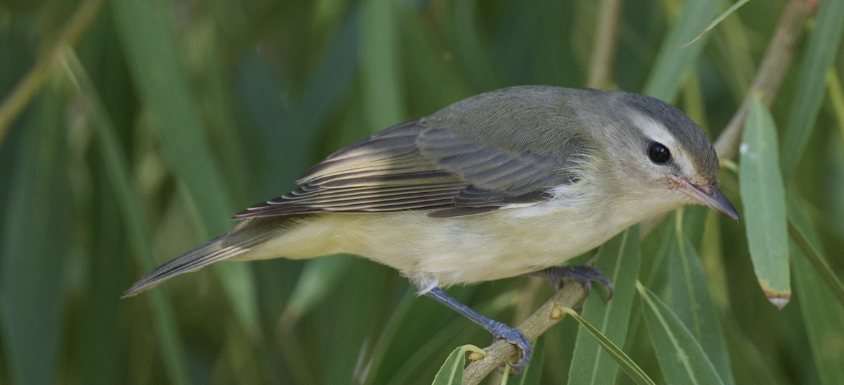 Warbling Vireo - ML642296156