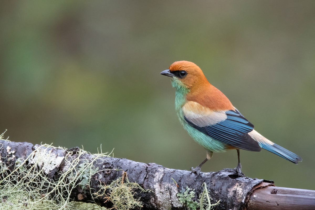 Chestnut-backed Tanager - ML642296158
