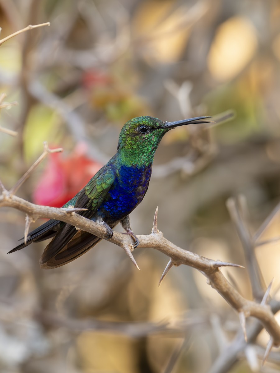 Fork-tailed Woodnymph - ML642296159