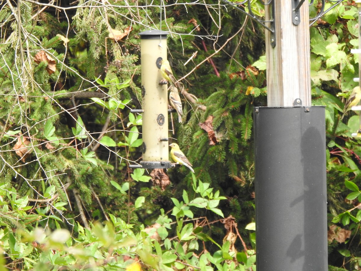 American Goldfinch - ML642296162
