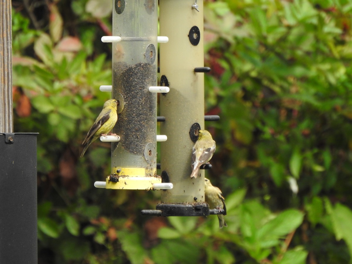 American Goldfinch - ML642296163