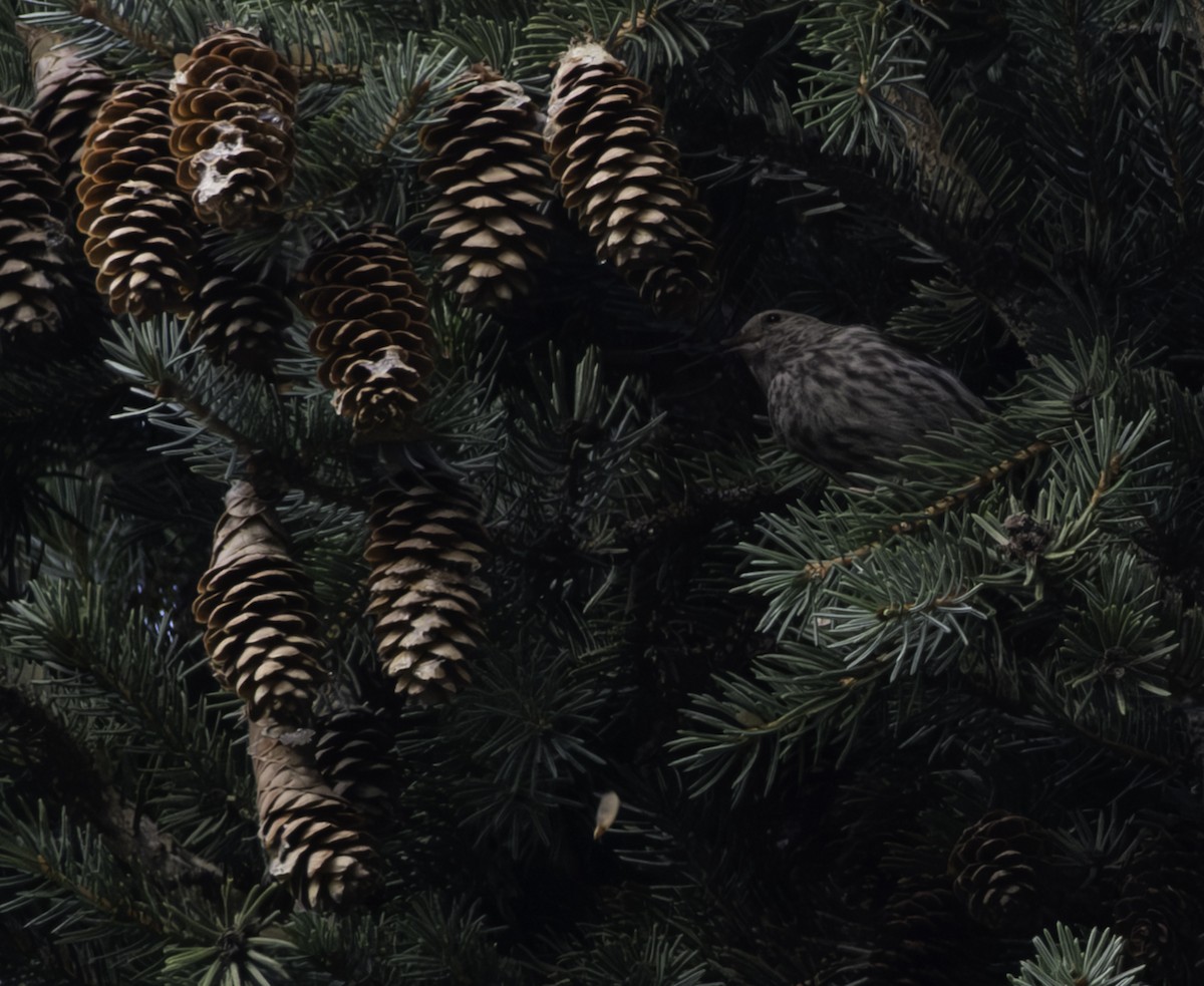 Pine Siskin - ML642296164