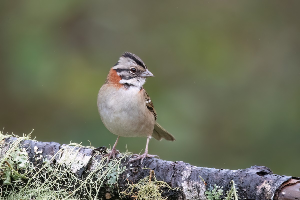 Rufous-collared Sparrow - ML642296165