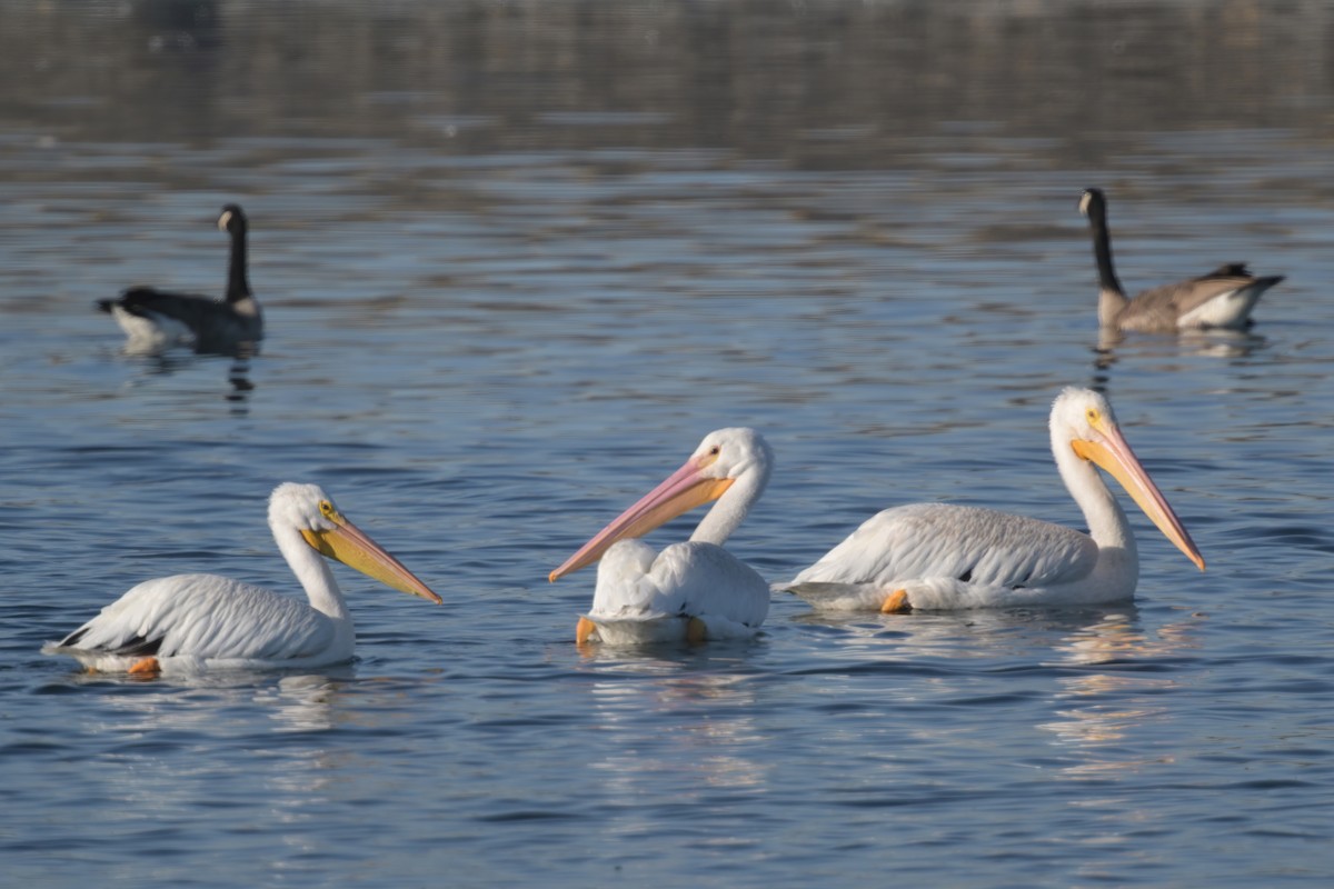 American White Pelican - ML642296167