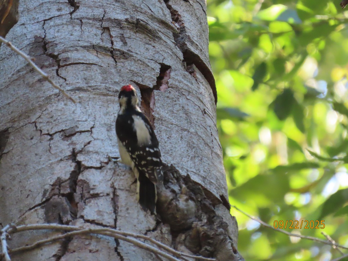 Downy Woodpecker - ML642296171
