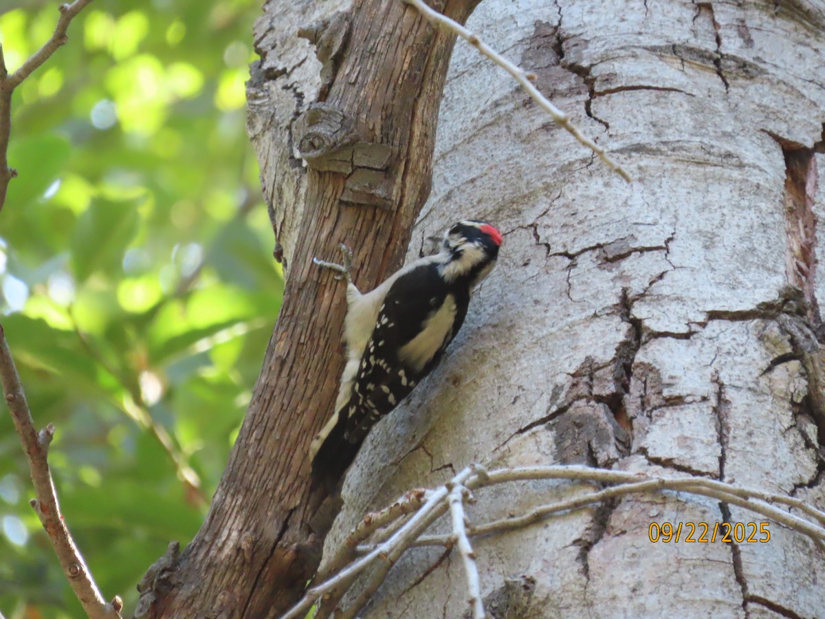 Downy Woodpecker - ML642296172