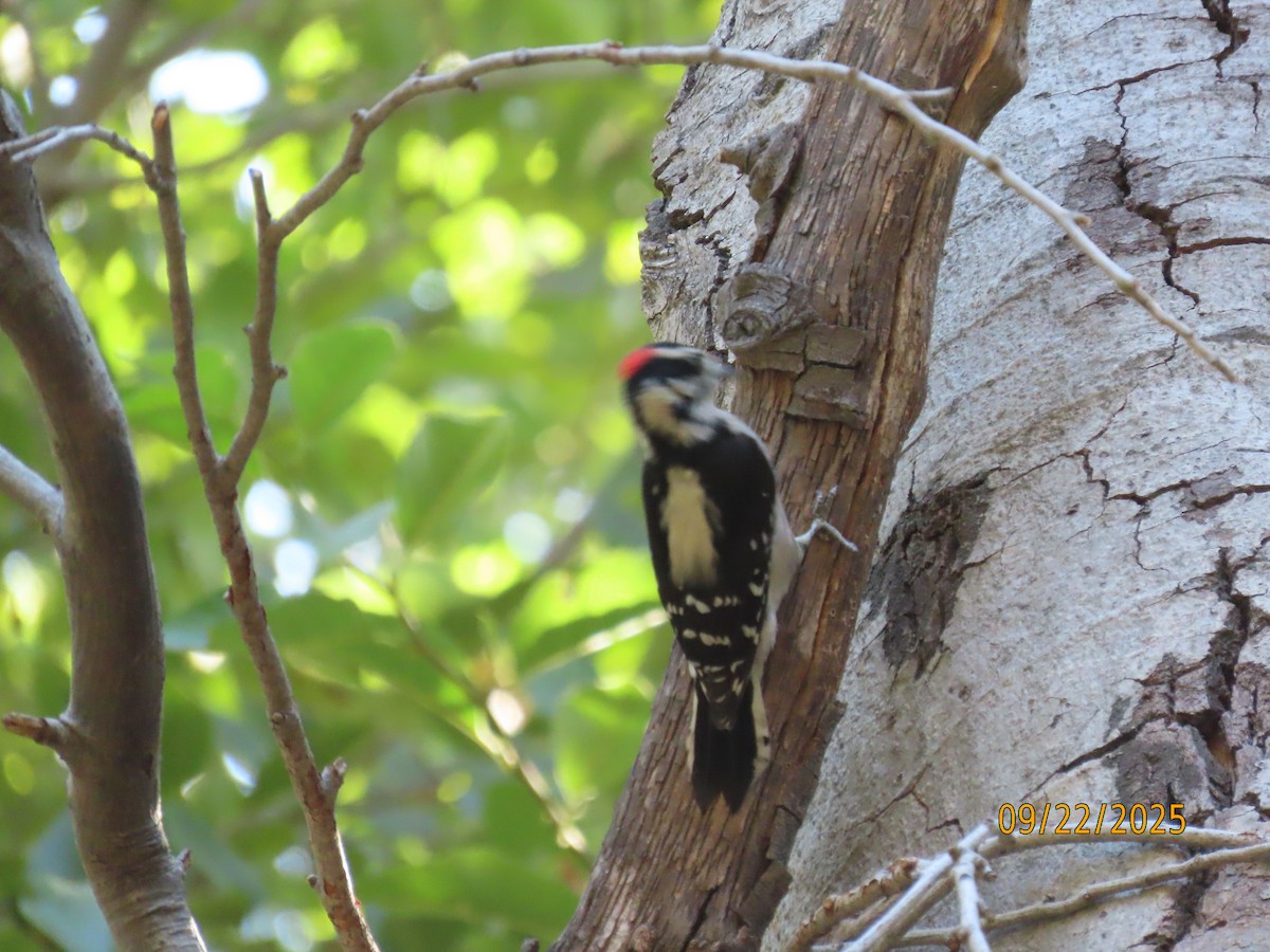 Downy Woodpecker - ML642296173