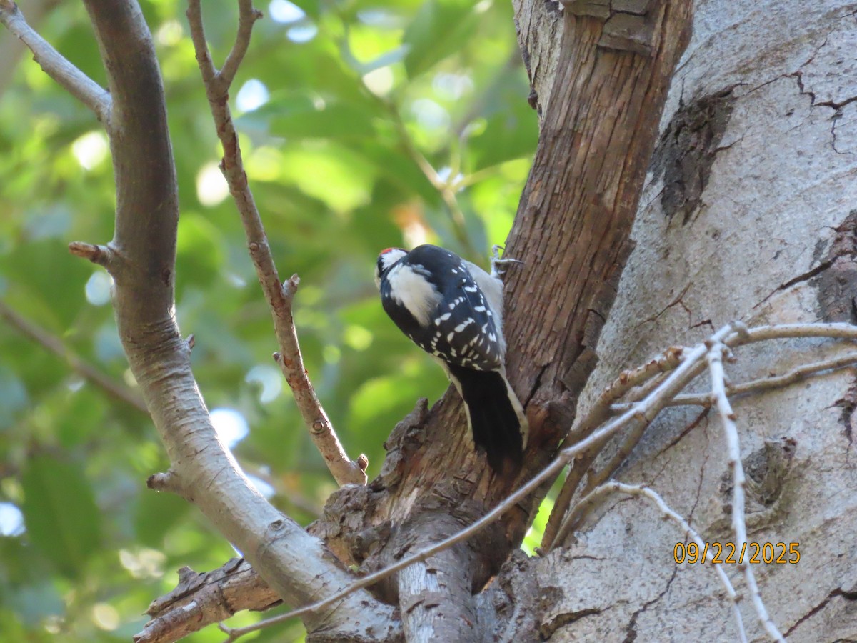 Downy Woodpecker - ML642296174