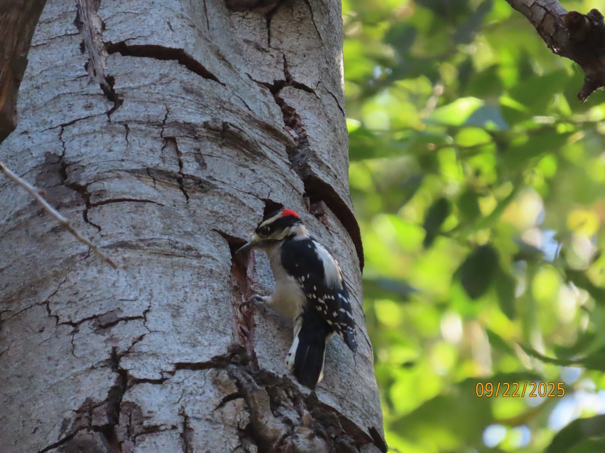 Downy Woodpecker - ML642296175