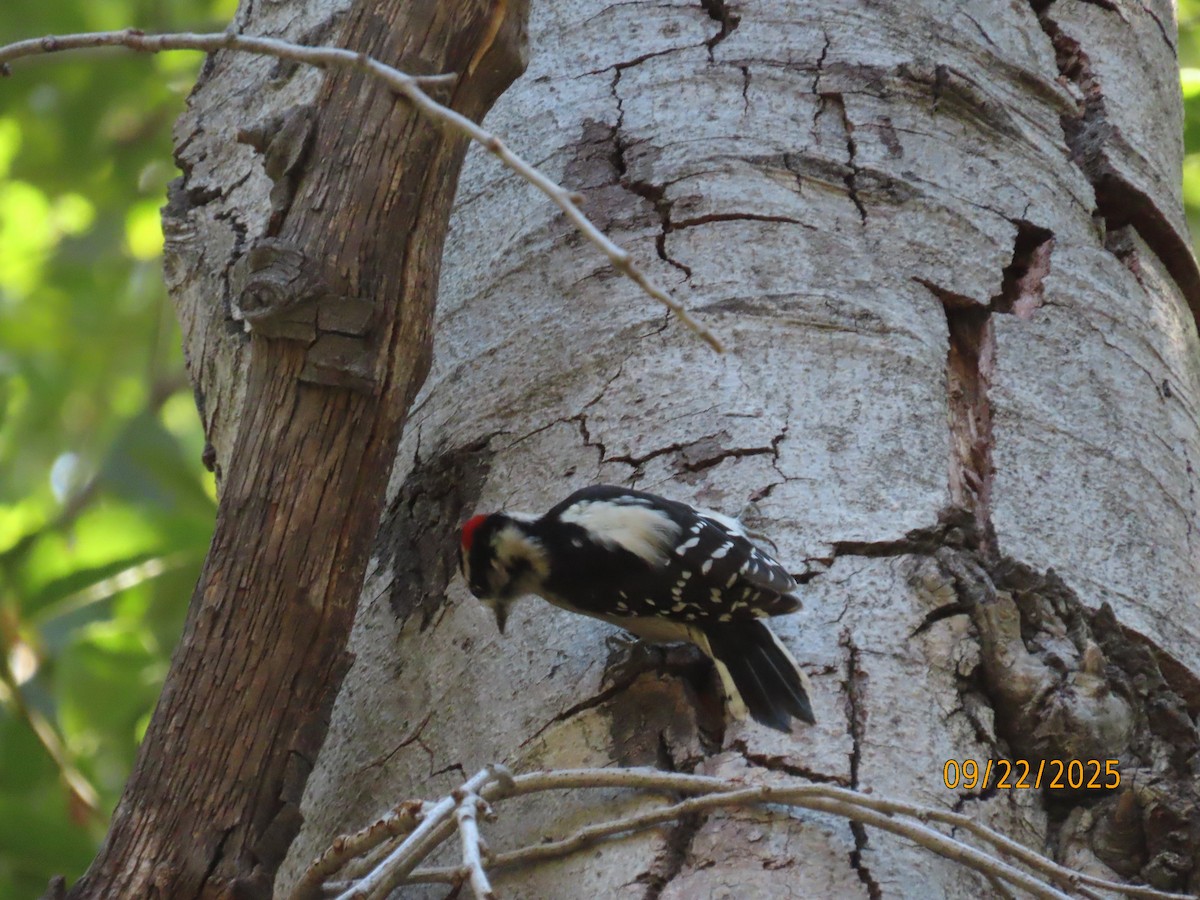Downy Woodpecker - ML642296176